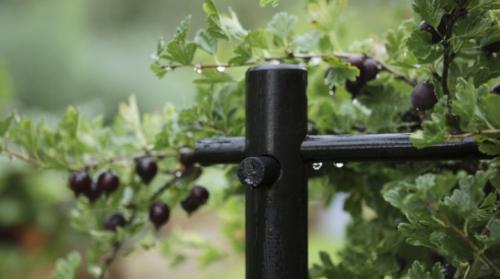 Ограждение для смородины. Кустодержатели для смородины