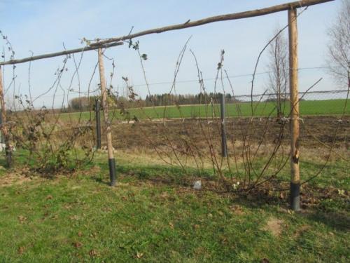 Шпалера для ежевики: особенности конструкции, размеры, фото, варианты изготовления своими руками, преимущества и недостатки