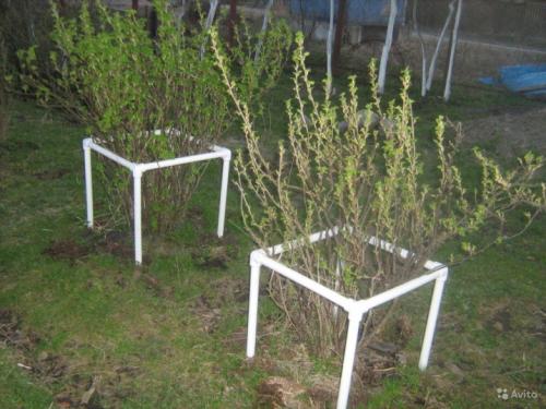 Ограждение для малины на даче. Что это и для чего нужны? 06