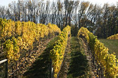 Шпалера для малины. Варианты конструкции шпалер 01