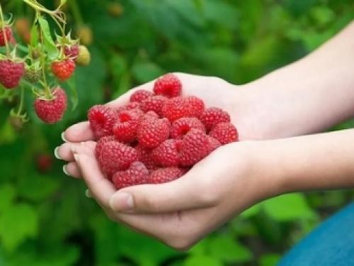 Ограждение для малины на даче. Что это и для чего нужны? 17