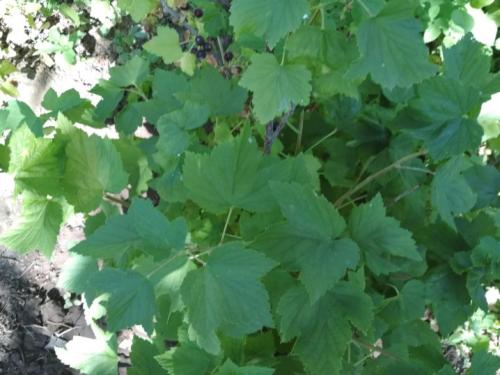 Ограждение для малины на даче. Что это и для чего нужны? 05