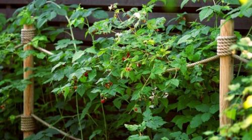 Как подвязать малину правильно легко быстро. Как подвязать малину?