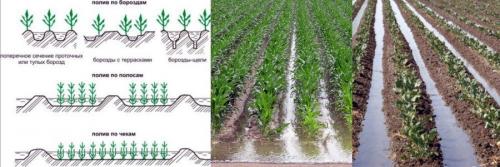 Дождевой полив для грядок: эффективный способ ухода за растениями 02 Дождевой полив для грядок: эффективный способ ухода за растениями 02