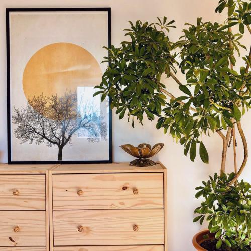 Зимние сады в доме или квартире. №1. Зимний сад, оранжерея и теплица – в чем разница? 32