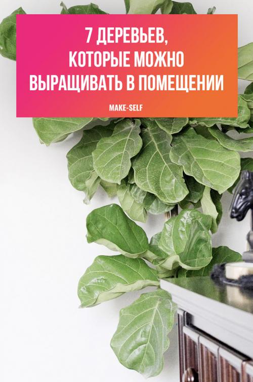 Зимние сады в доме или квартире. №1. Зимний сад, оранжерея и теплица – в чем разница? 34