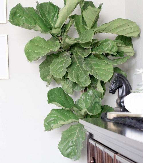 Зимние сады в доме или квартире. №1. Зимний сад, оранжерея и теплица – в чем разница? 27