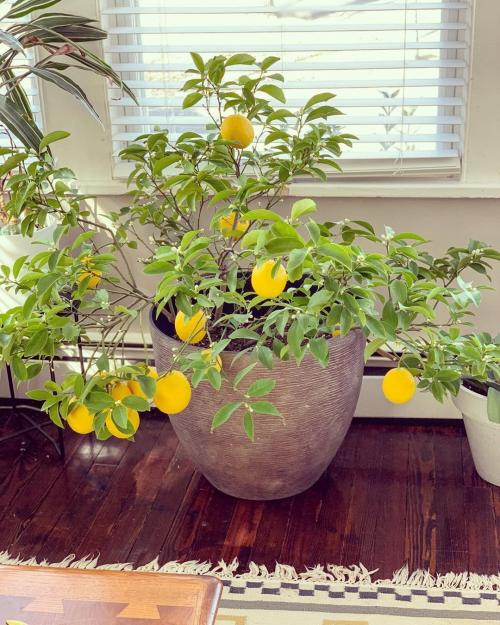 Зимние сады в доме или квартире. №1. Зимний сад, оранжерея и теплица – в чем разница? 28