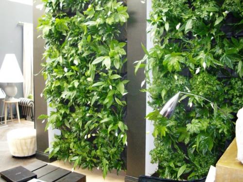 Что такое зимний сад в квартире. Зимний сад в квартире (44 фото): выбор места, стиля и растений