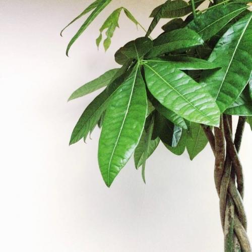 Зимние сады в доме или квартире. №1. Зимний сад, оранжерея и теплица – в чем разница? 29