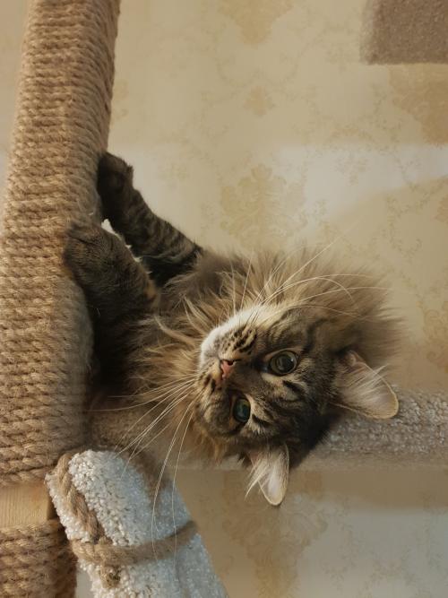 Что нам стоит дом построить. Конспект занятия «Что нам стоит дом построить?» 02