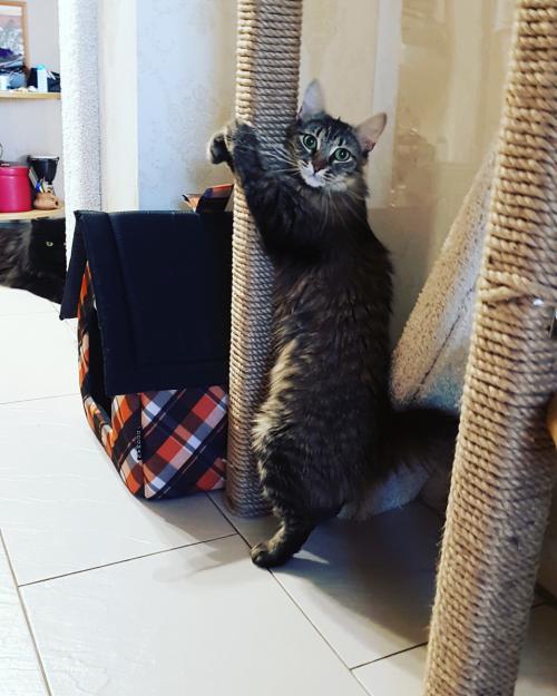 Что нам стоит дом построить. Конспект занятия «Что нам стоит дом построить?» 03