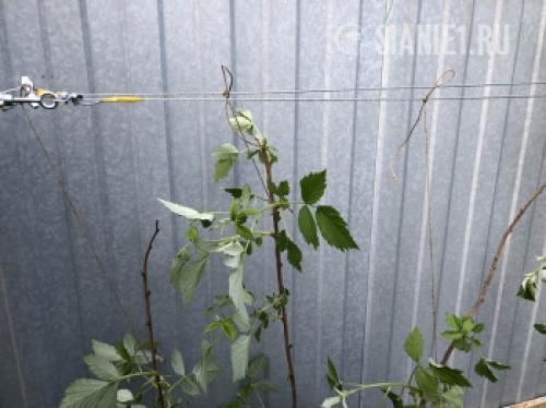 Малина подвязка к шпалере: как сделать и украсить интерьер 19