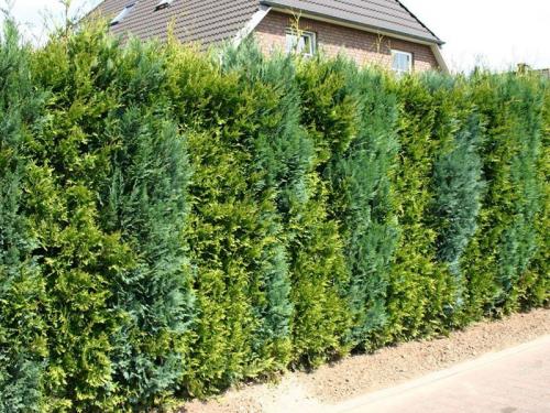 Зеленая изгородь быстрорастущая и дешёвая. Кустарники для живой изгороди: названия и фото