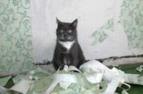 Чем закрыть обои от кошки. Какие обои не будет драть кошка и что может помочь в продлении сроков между ремонтами?