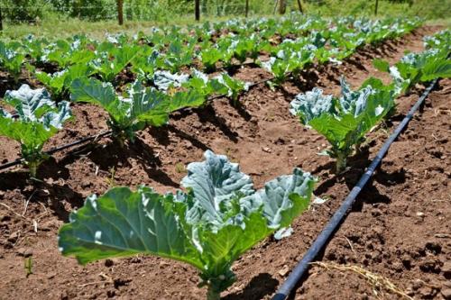 Вечный капельный полив своими руками сделай и себе такой. Капельный полив: капельницы, спринклеры, микроразбрызгиватели