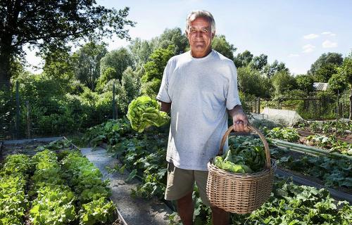 Огород без хлопот для пожилых, как делать умные грядки. Огород без хлопот для пожилых —, как делать умные грядки, особенности