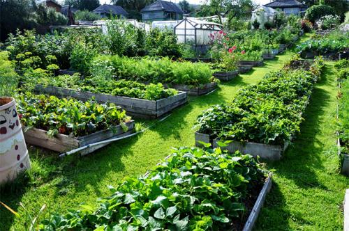 Из чего можно сделать грядки на огороде. Делаем ограждения вокруг грядок из различных материалов