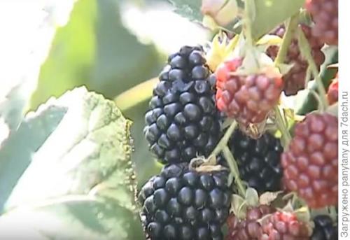 Как сделать опору для малины в горшке. Мобильный малинник