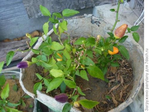 Как сделать опору для малины в горшке. Мобильный малинник