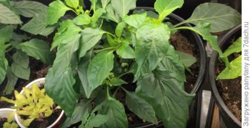 Как сделать опору для малины в горшке. Мобильный малинник