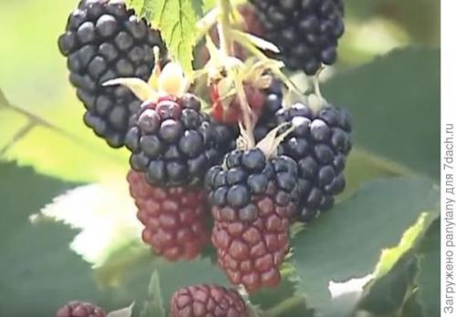 Как сделать опору для малины в горшке. Мобильный малинник