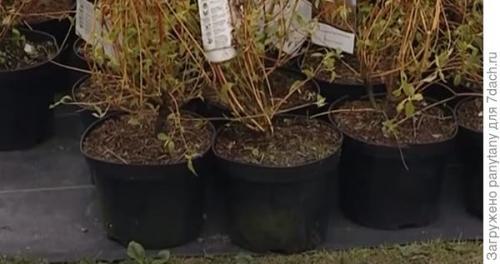 Как сделать опору для малины в горшке. Мобильный малинник