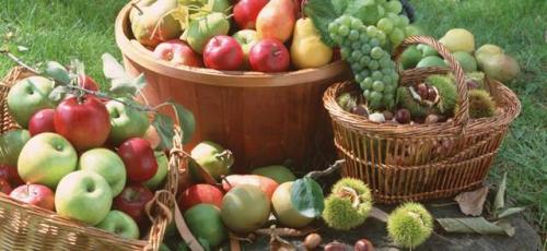 Сделать приспособление для сбора яблок своими руками. Как и чем снимать плоды фруктов с деревьев?