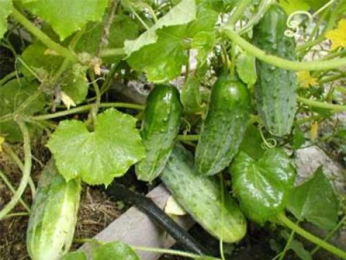 Как установить сетку для огурцов в открытом грунте. Шпалерные