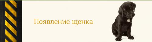 Вольер для щенка в квартире. В каких случаях специалисты рекомендуют купить вольер для собаки 02