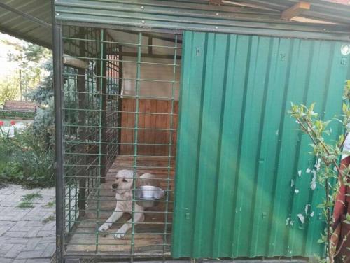 Строим вольер для собаки: подробная схема и инструкция 14