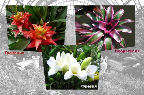 Зимний сад в квартире: идеальное решение для городских жителей 02 Зимний сад в квартире: идеальное решение для городских жителей 02