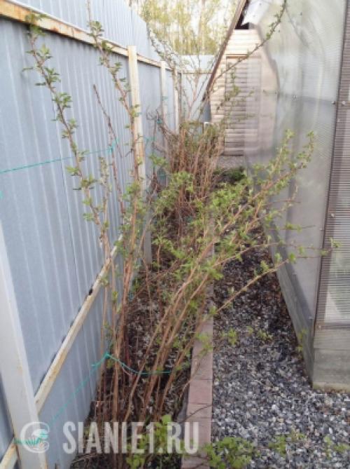 Строим ограждение для малины своими руками: подробный инструктаж 13