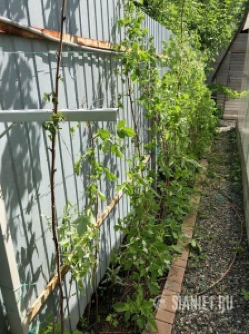 Строим ограждение для малины своими руками: подробный инструктаж 24