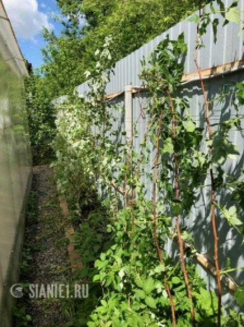 Строим ограждение для малины своими руками: подробный инструктаж 25