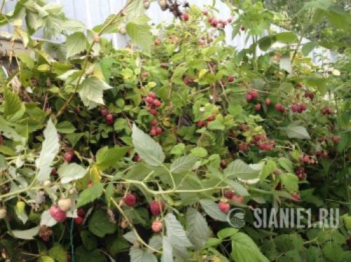 Строим ограждение для малины своими руками: подробный инструктаж 15