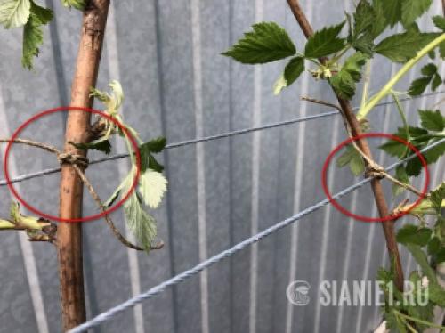 Строим ограждение для малины своими руками: подробный инструктаж 22