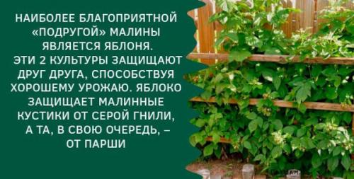 Как выбрать подходящий дизайн ограждения для малины. Подготовка малинника к посадке кустов