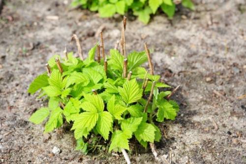 Как выбрать место для ограждения малины. Как сажать ягоду, чтобы она не разрасталась?