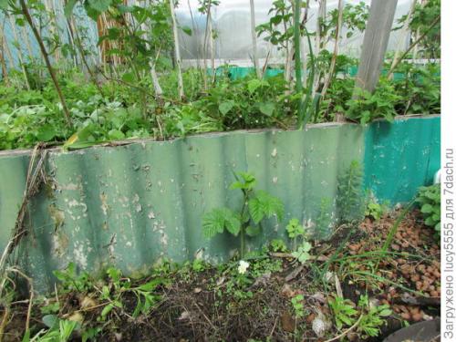 Какие материалы можно использовать для ограждения малины. Как я отучила малину по участку гулять