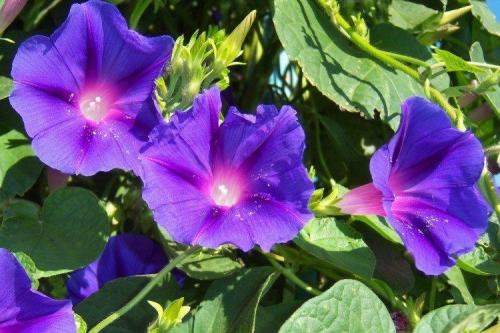 Цветы для кашпо на улице свисающие. Ампельные цветы: фото, названия и описания (каталог)