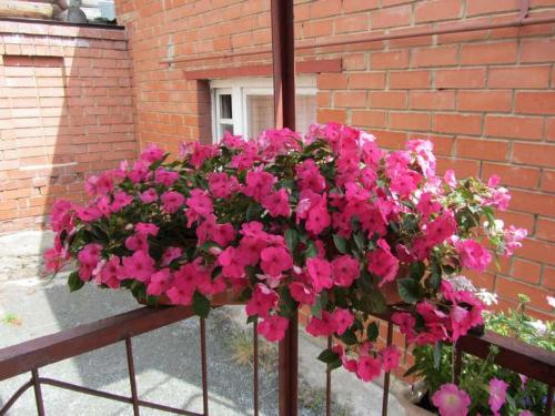 Цветы для кашпо на улице. 15 цветущих и декоративных растений в кашпо для улицы