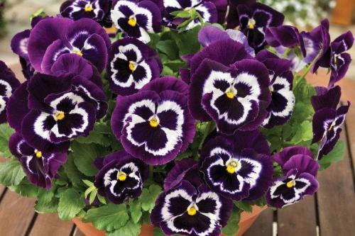 Цветы для кашпо на улице свисающие. Ампельные цветы: фото, названия и описания (каталог)