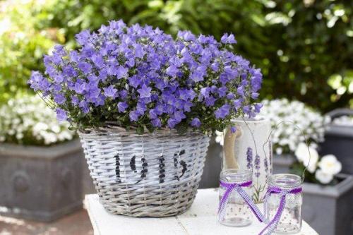 Цветы для кашпо на улице свисающие. Ампельные цветы: фото, названия и описания (каталог)