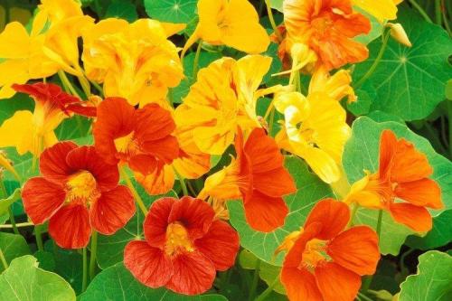 Цветы для кашпо на улице свисающие. Ампельные цветы: фото, названия и описания (каталог)