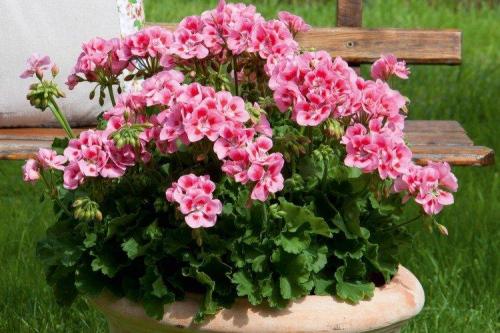 Цветы для кашпо на улице свисающие. Ампельные цветы: фото, названия и описания (каталог)