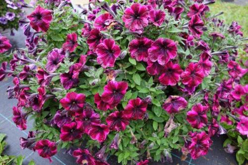 Цветы для кашпо на улице свисающие. Ампельные цветы: фото, названия и описания (каталог)