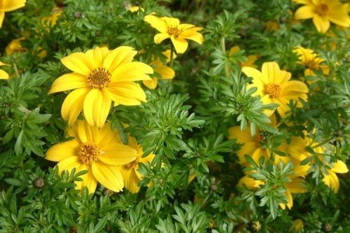 Цветы для кашпо на улице свисающие. Ампельные цветы: фото, названия и описания (каталог)