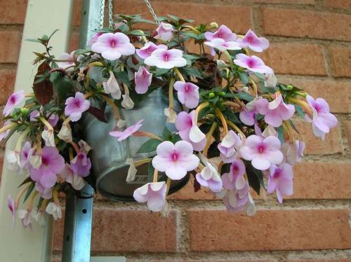 Цветы для кашпо на улице. 15 цветущих и декоративных растений в кашпо для улицы