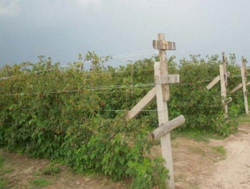 Подвязка малины на шпалере. Выращивание малины: зачем нужна шпалера?